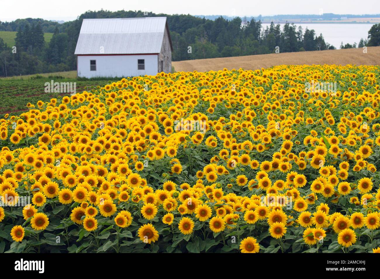 beautiful sunflowers in prince edward island Stock Photo Alamy