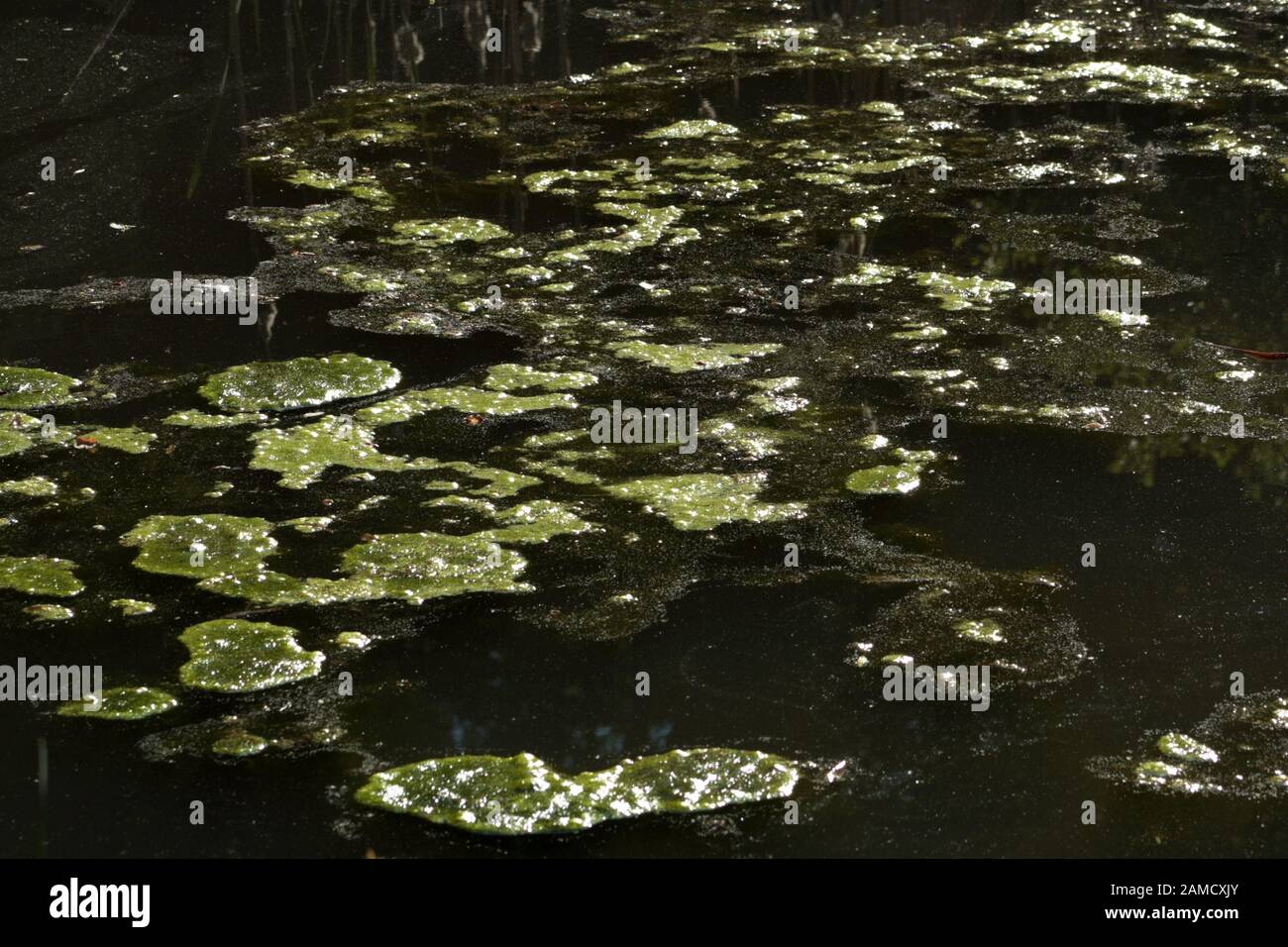 Algae And Your Koi Fish Pond Next Day Koi