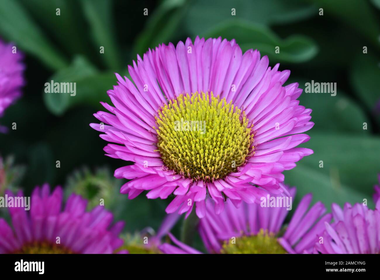 Erigeron Pink Jewel or Fleabane Daisies have similar flowers to the fall blooming Michaelmas Daisies, but produce a showy summer-long display. Stock Photo