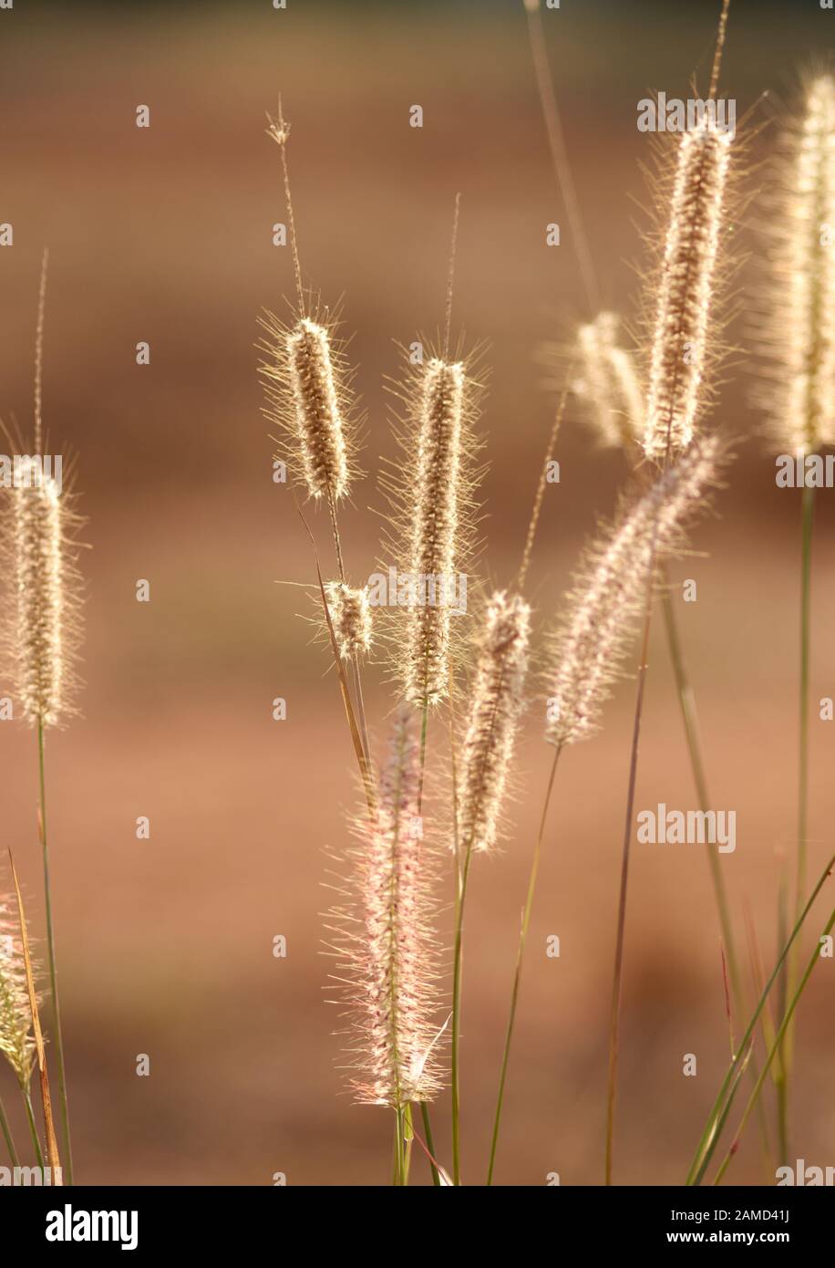Wilted fountain grass on sunny day Stock Photo