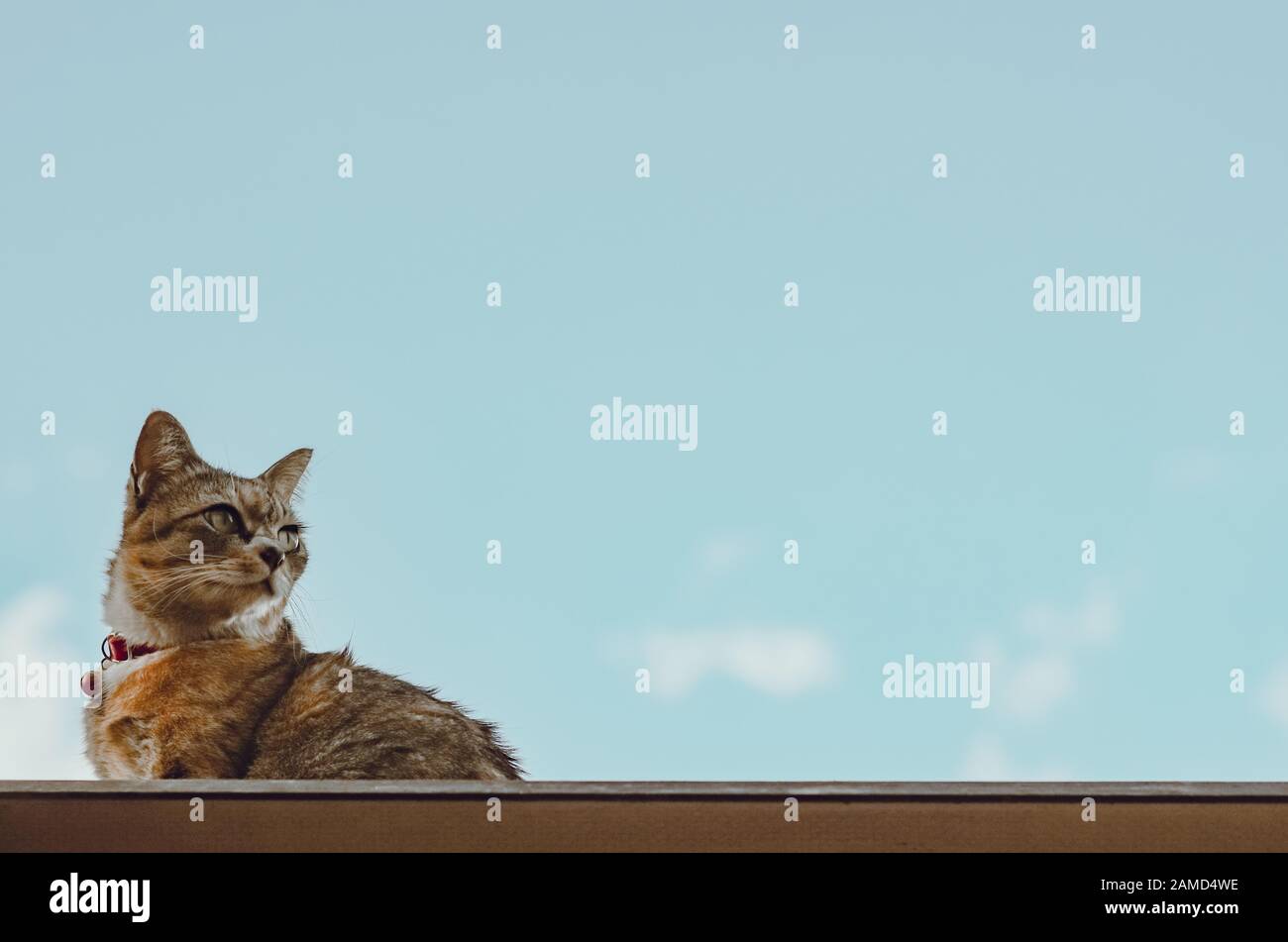 Adorable brown color domestic cat sitting on the roof of the house with ...