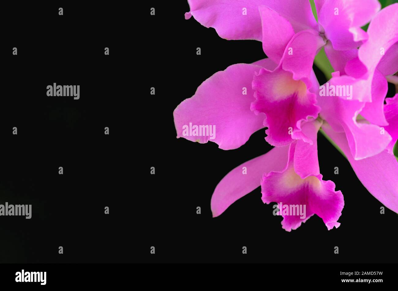 Pink and purple color Cattleya orchid on dark background. Stock Photo