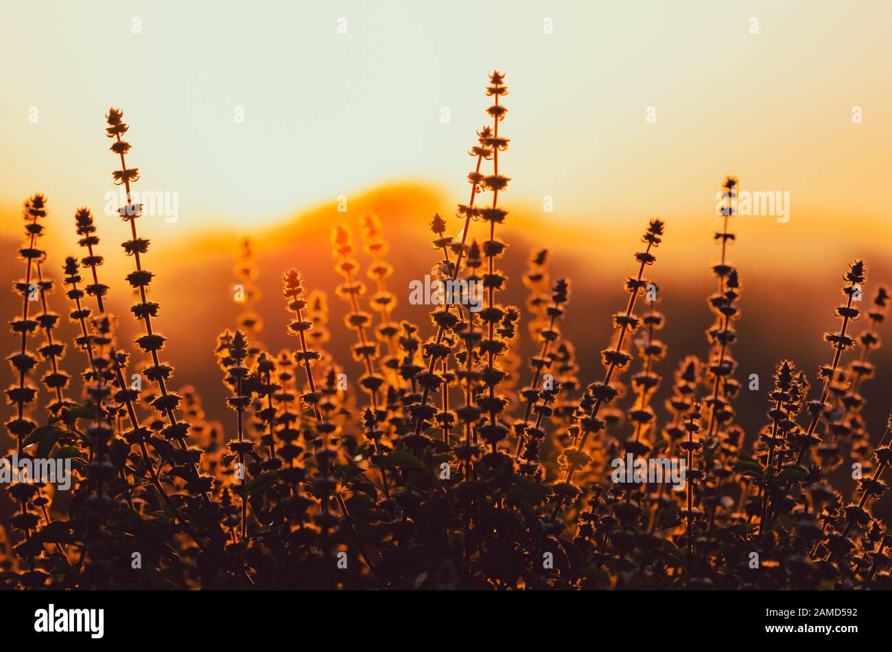 Flowers of sweet basil trees with background of sunrise in the morning
