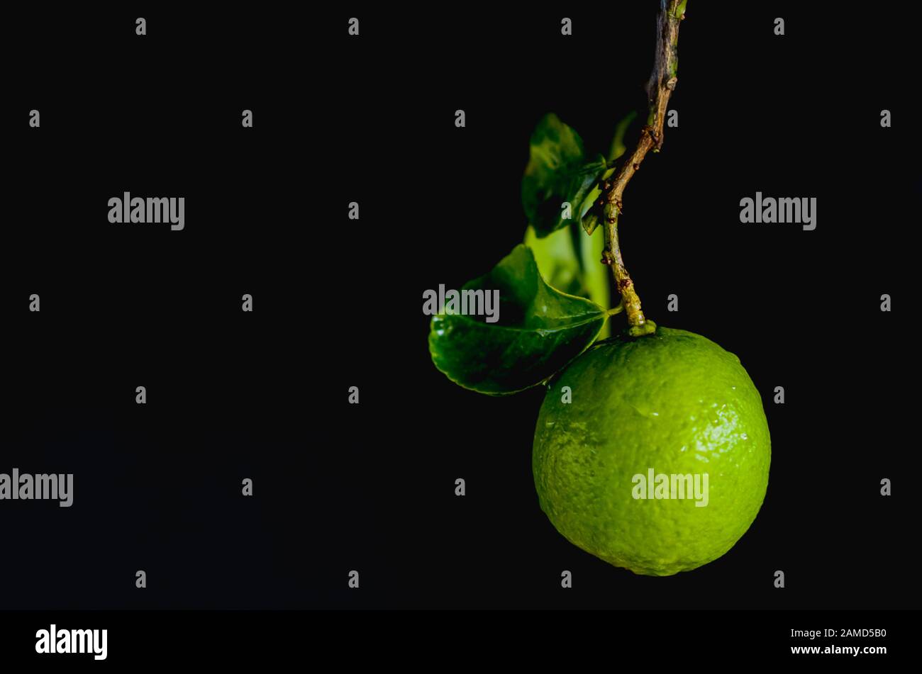 Green lime with leaves on dark background. Stock Photo