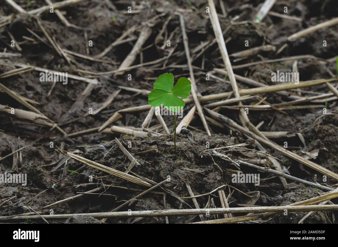 Water clover tree grow up alone from the soil. Earth day concept. Stock Photo