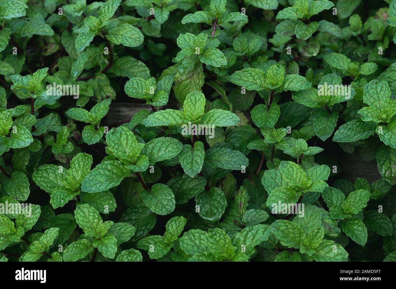 Peppermint leaves in garden Stock Photo Alamy
