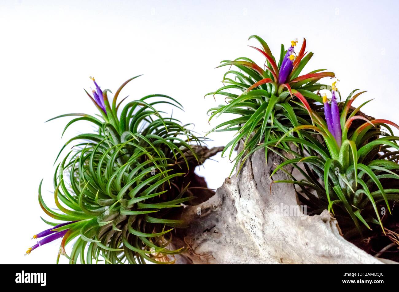 Tillandsia or Air plant which is grows without soil blooming with colorfulf flowers attached at the wood on white background. Stock Photo