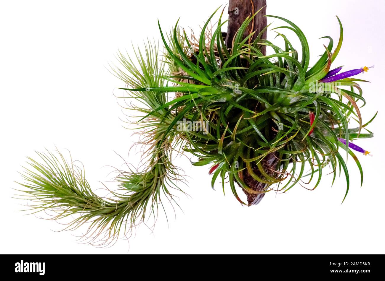 Tillandsia or Air plant which is grows without soil blooming with colorfulf flowers attached at the wood on white background. Stock Photo