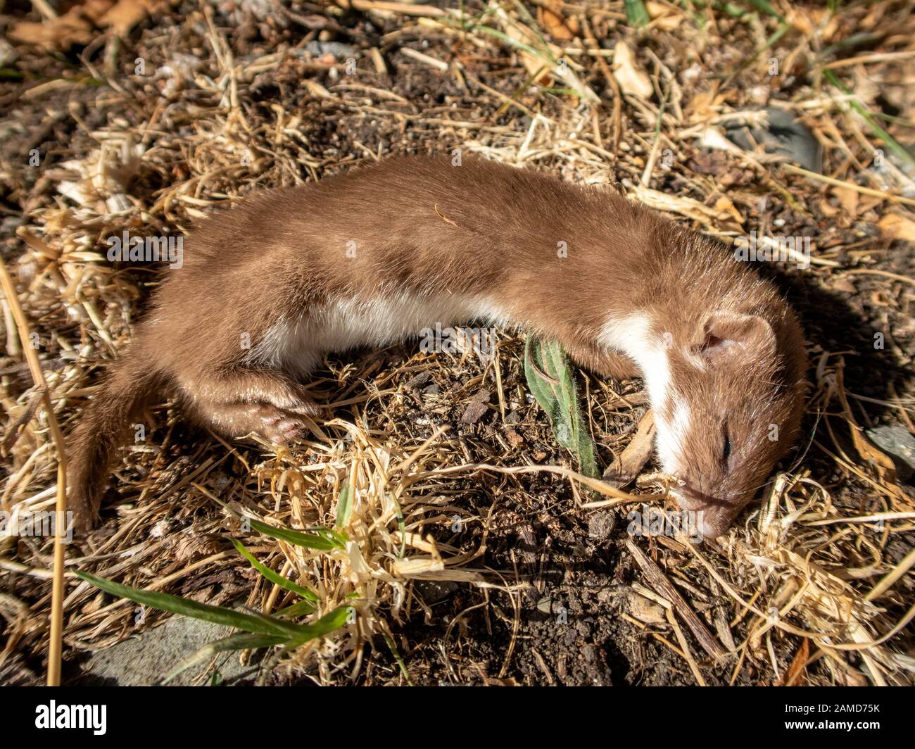 A freshly killed stoat found in a coastal area with native birds in danger Stock Photo