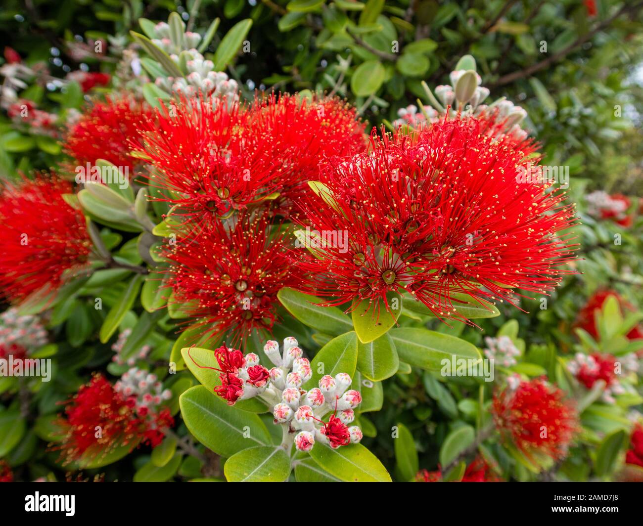 Red, vibrant pohutakawa buds and flowers blooming in the summertime around coastal Kaikoura, New Zealand Stock Photo
