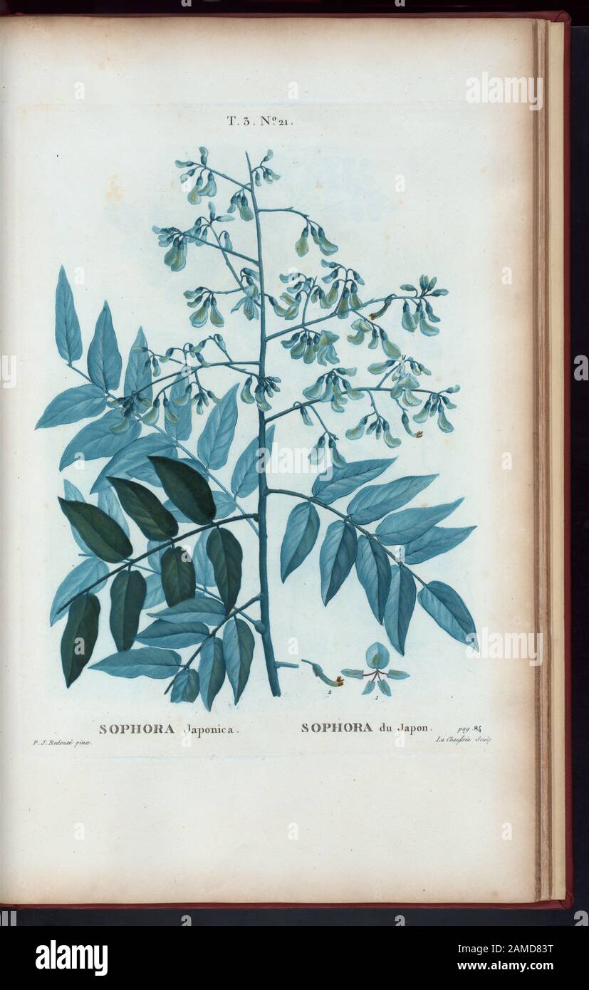 Sophora Japonica - Sophora du Japon  'Rédigé par Mm. Veillard, Jaume-Saint-Hilaire, Mirbel, Poiret, et continuâe par M. Loiseleur-Deslongchamps.' Vol. 1 has engr. t.p. and half-title. Vol. 2 has edition statement: Nouv. âed., augm. de plus de  moitié pour le nombre des espáeces ... avec des figures d'aprés les dessins de P.-J. Redouté ...  Vol. 2-5 have imprint: Paris : Michel. Vol. 5 has title: Nouveau Duhamel, ou, Traité des arbres et  arbustes que l'on cultive en France / rédigé  par G.-L.-A. Loiseleur Deslongchamps, avec des figures d'aprés les dessins de MM. P.-J. Redouté et P. Bessa.  Vo Stock Photo