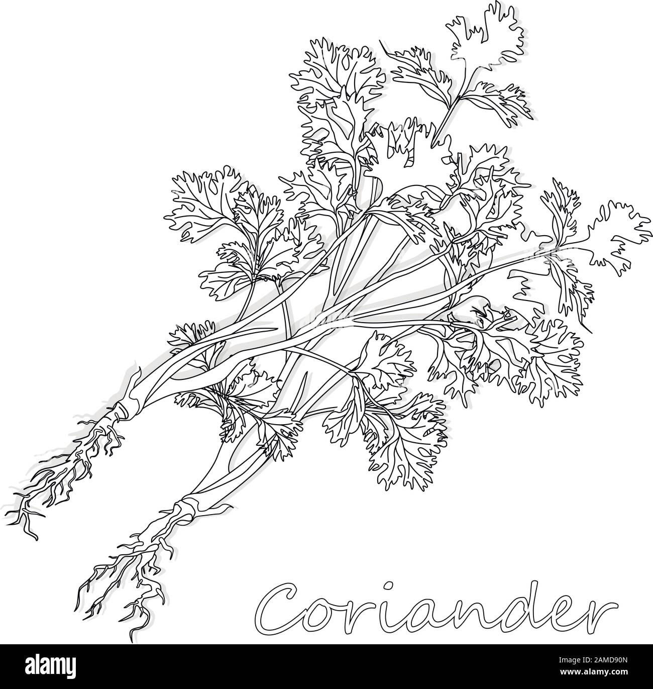 Coriander leaf Black and White Stock Photos & Images Alamy