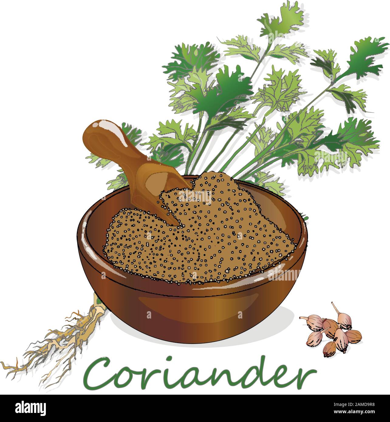 Fresh coriander or cilantro herb.Coriander powder in the cup. Vector