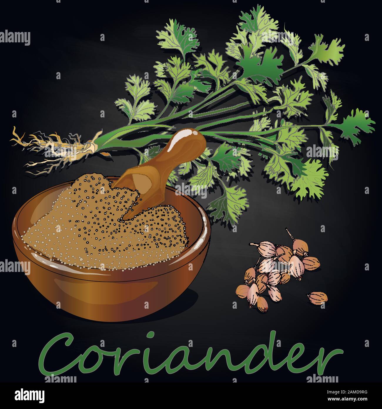 Fresh coriander or cilantro herb.Coriander powder in the cup. Vector