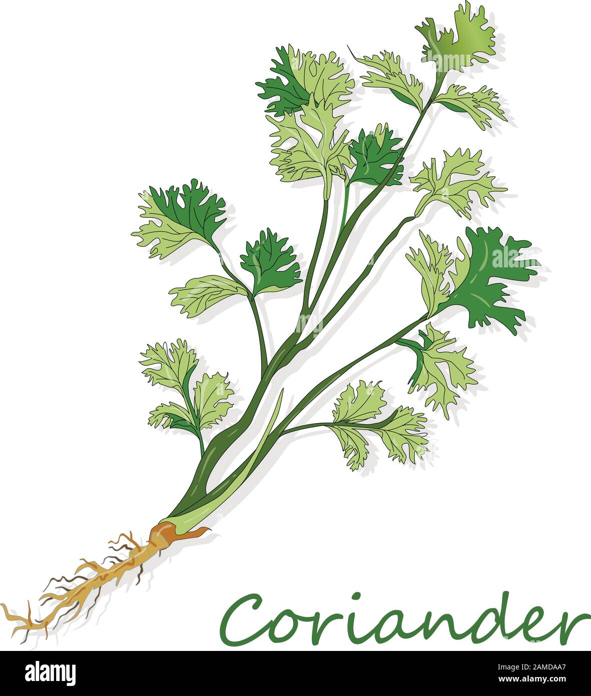Fresh coriander or cilantro herb. Vector illustration isolated Stock