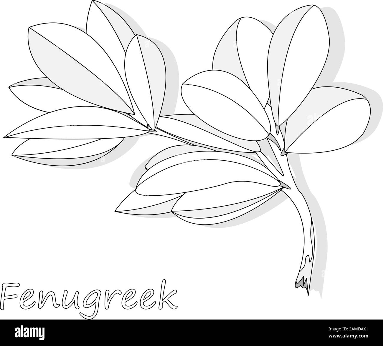 Methi, fenugreek leaves vector illustration on white background. isolated image. Stock Vector