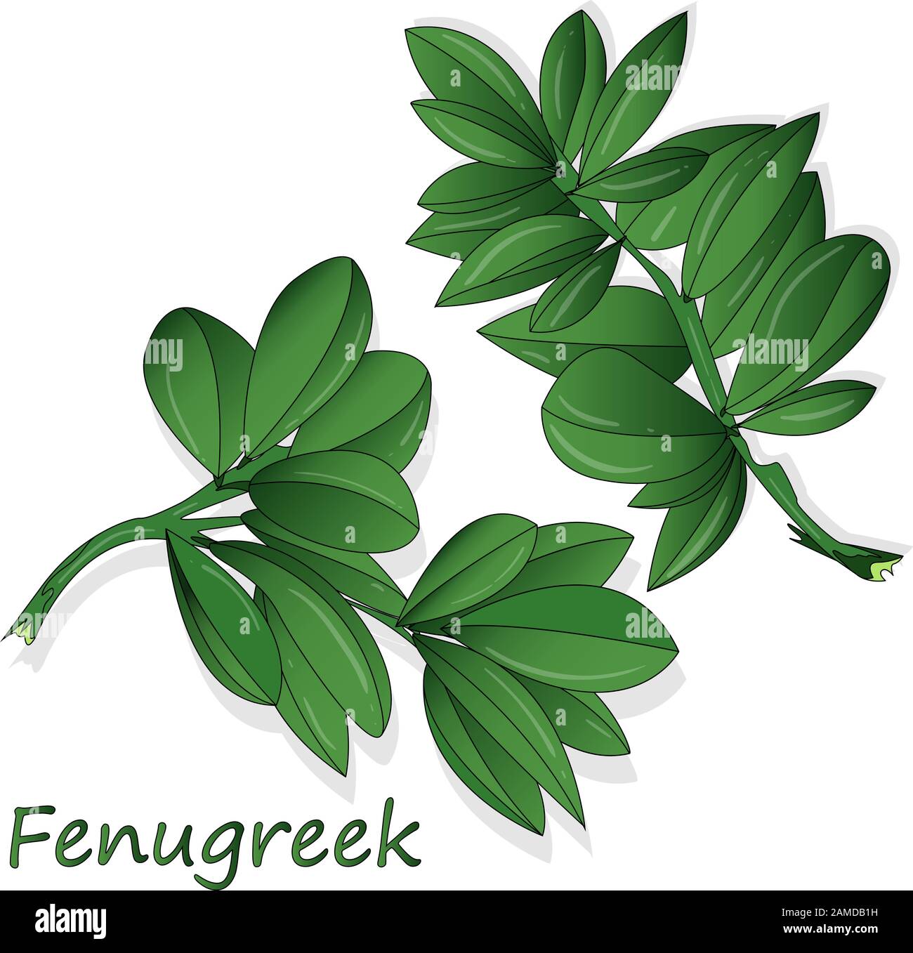 Methi, fenugreek leaves vector illustration on white background. isolated image. Stock Vector