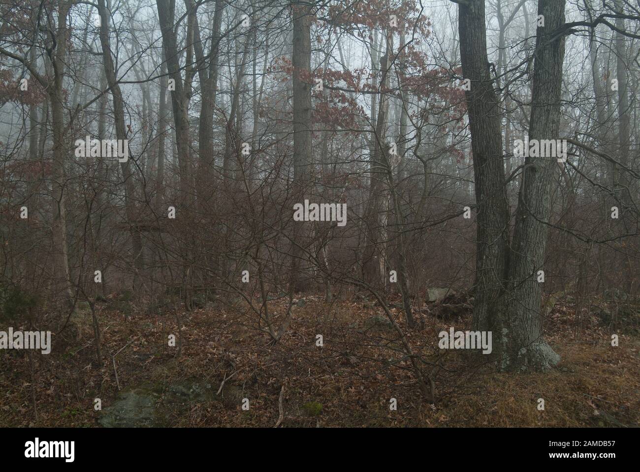 Sunrise in misty woods hi-res stock photography and images - Alamy