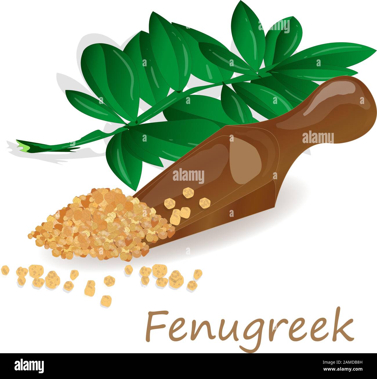 Methi, fenugreek seeds vector illustration on white background. isolated image. Stock Vector