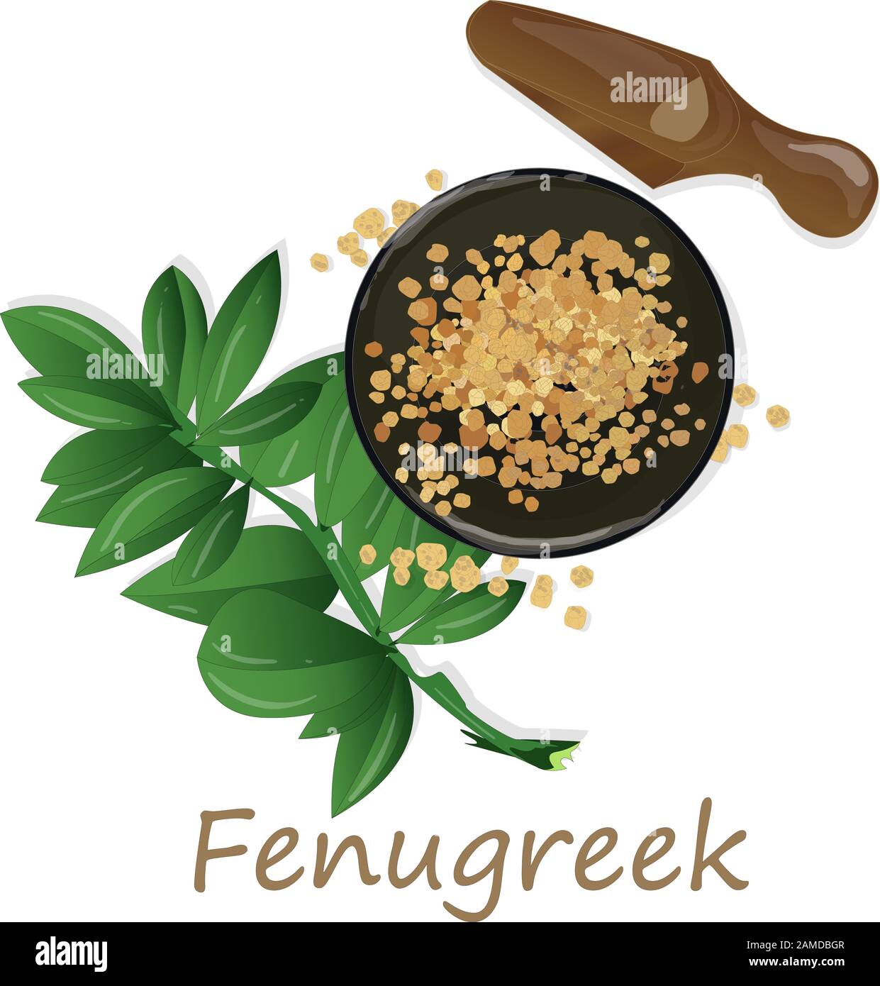 Methi, fenugreek seeds vector illustration on white background. isolated image. Stock Vector