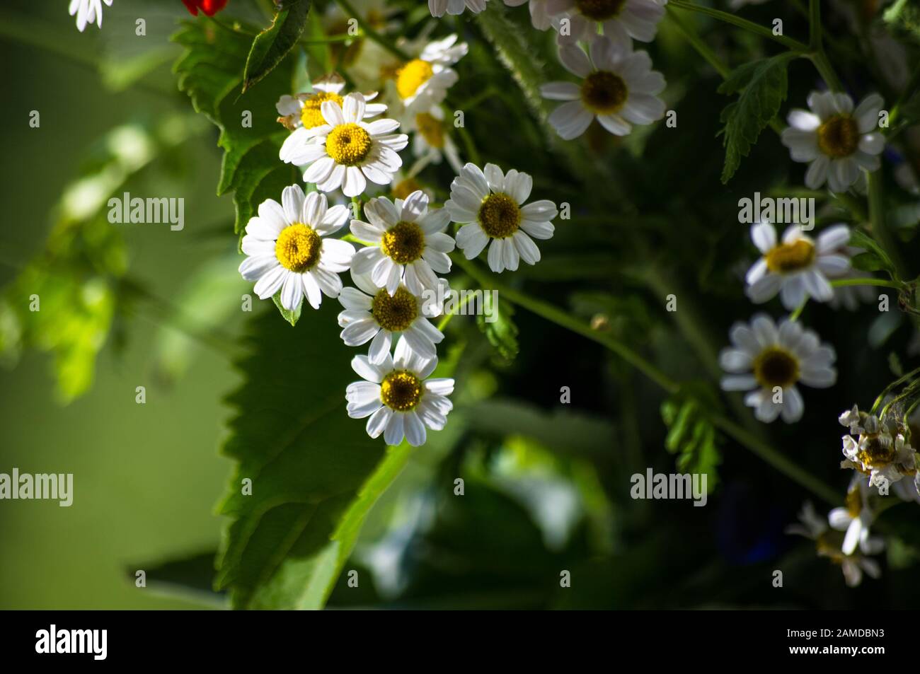 Blooming camomile, beautiful nature scene, summer background Stock ...
