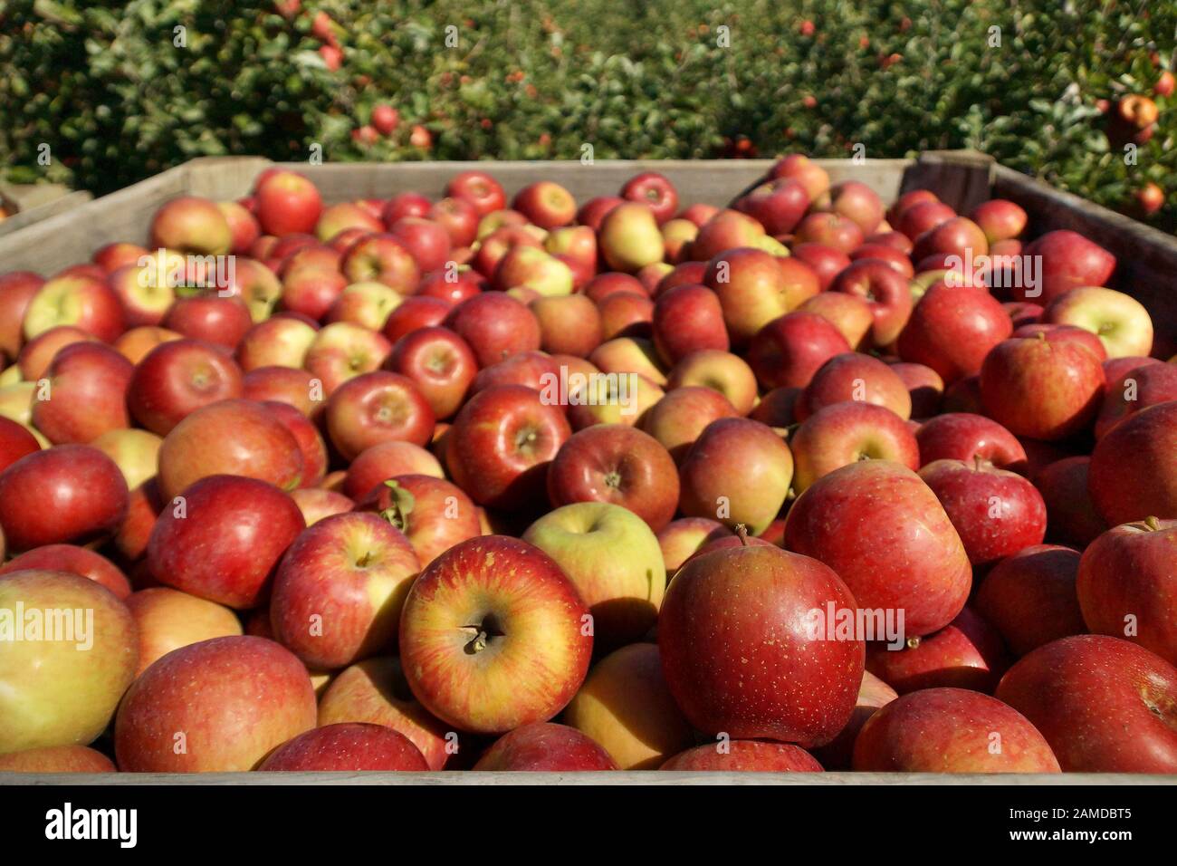 New Season Apples Harvest Stock Photo