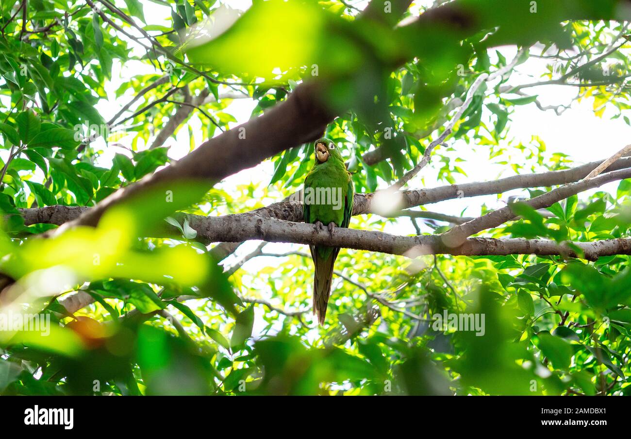 Green parrot camouflage on a tree Stock Photo