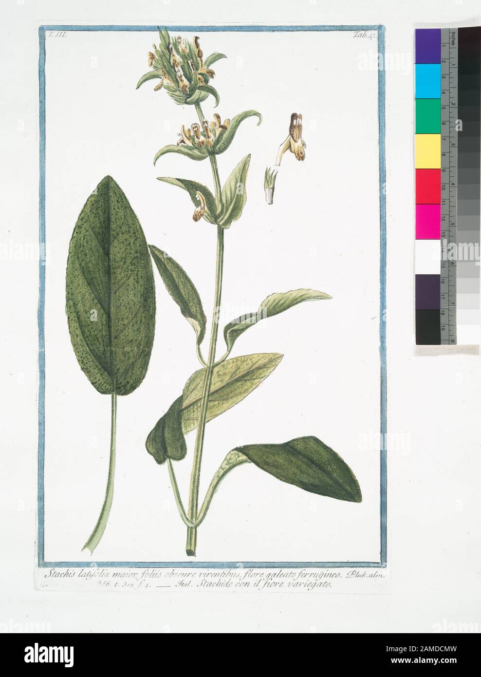 Stachis Latifolia Maiorm Foliis Obscure Virentibus Flore Galeato Ferrugineo Stachide Con Il Fiore Variegato Wideleaf Hedgenettle Title Page Of Vols 2 5 Hortus Romanus Secundum Systema Turnefortii A Nicolao Martellio Linneanis Characteribus