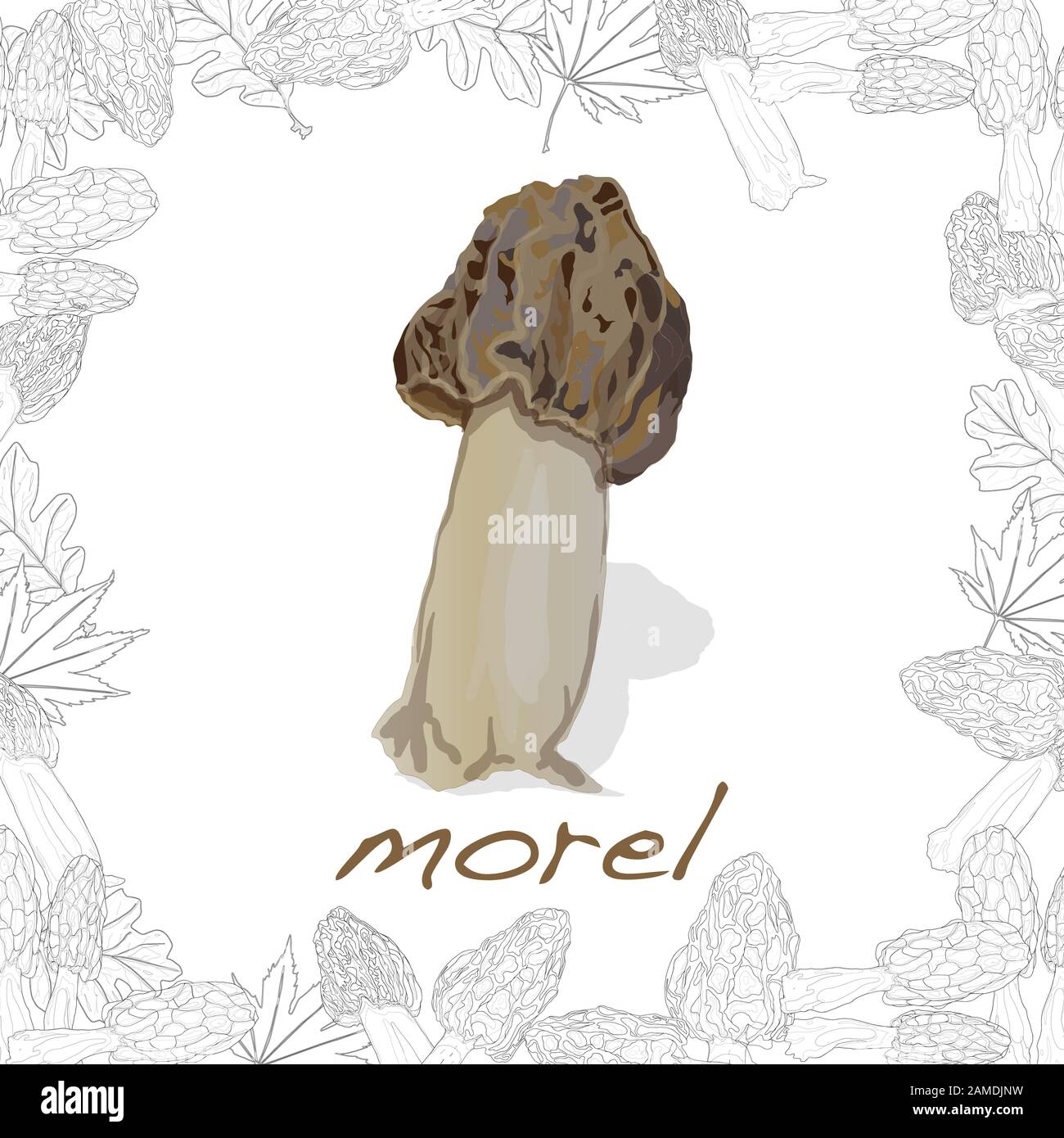 morel, yellow morel, true morel and sponge morel edible mushrooms