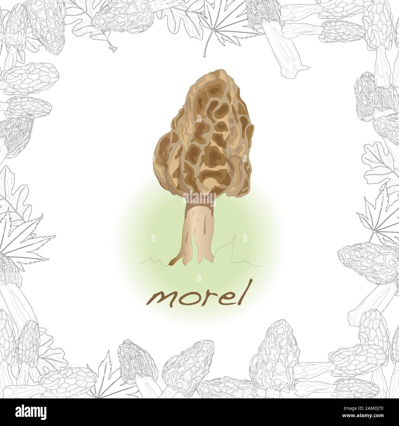 morel, yellow morel, true morel and sponge morel edible mushrooms