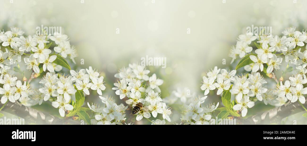 Spring branches of cherry tree with white flowers and fresh green ...