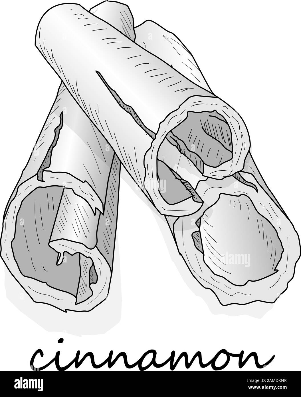 Cinnamon sticks isolated on white background. Vector illustration. Stock Vector