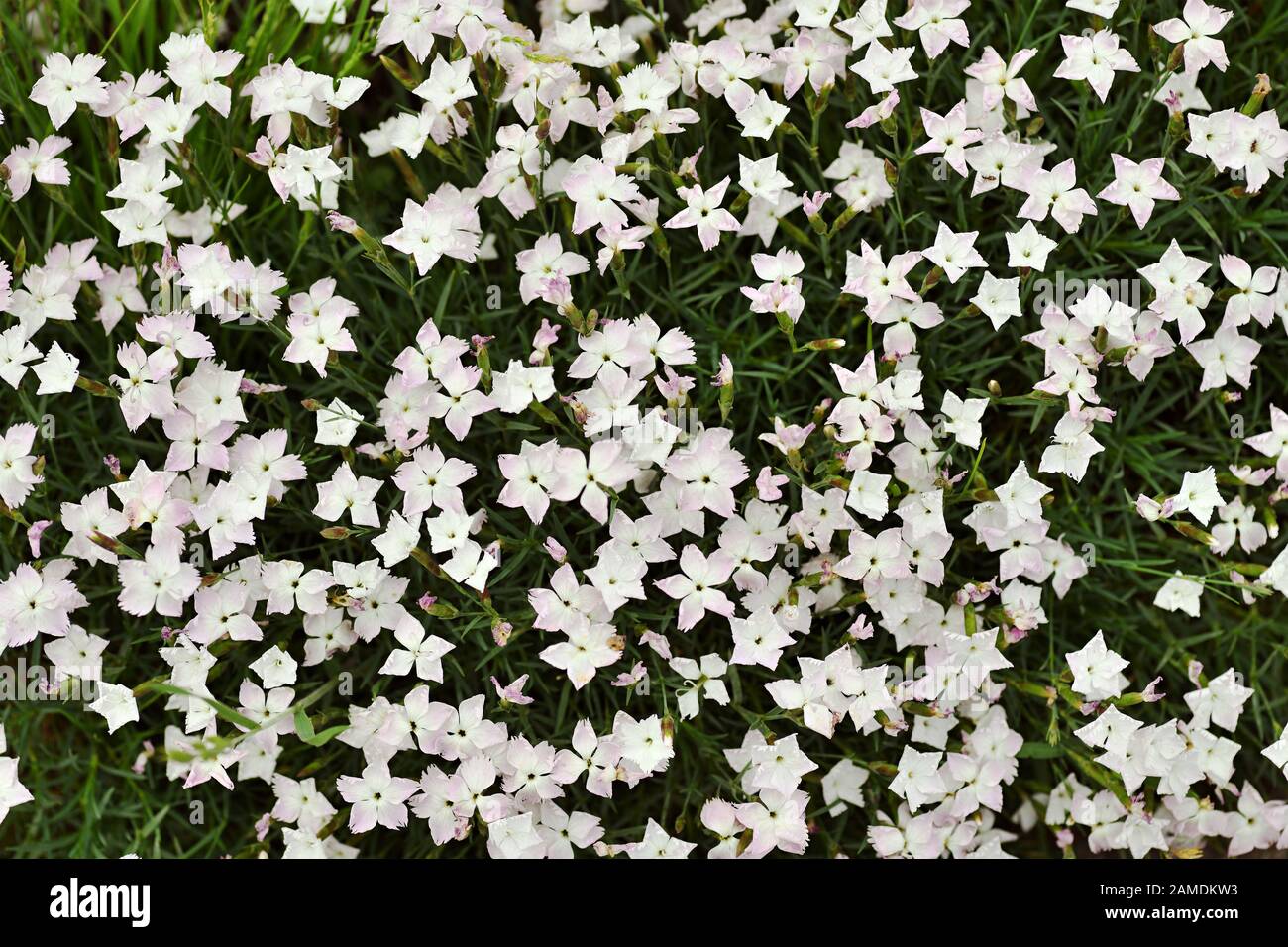 Top view of white phlox subulata flowers for background Stock Photo