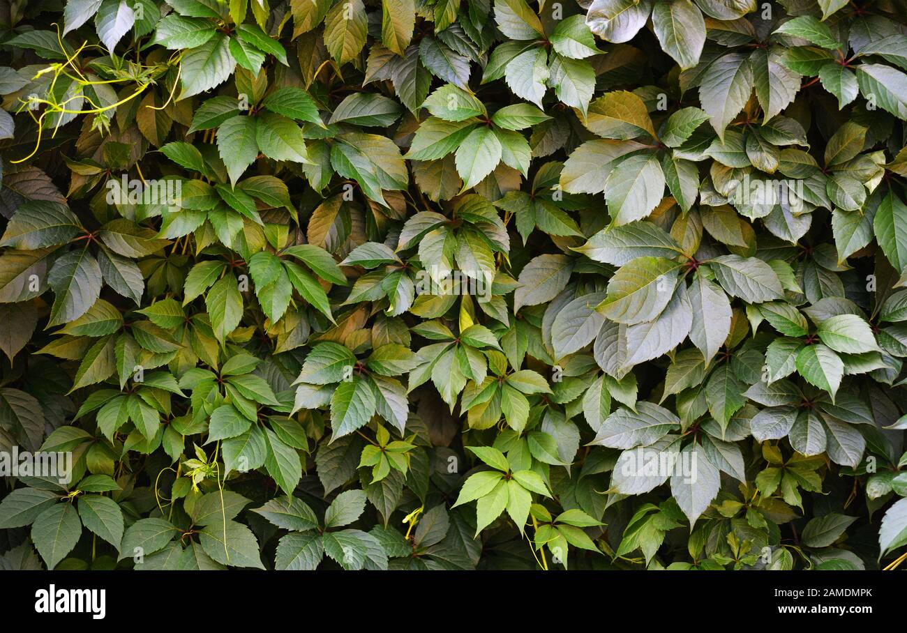 Natural background with green leaves of wild grape Stock Photo - Alamy