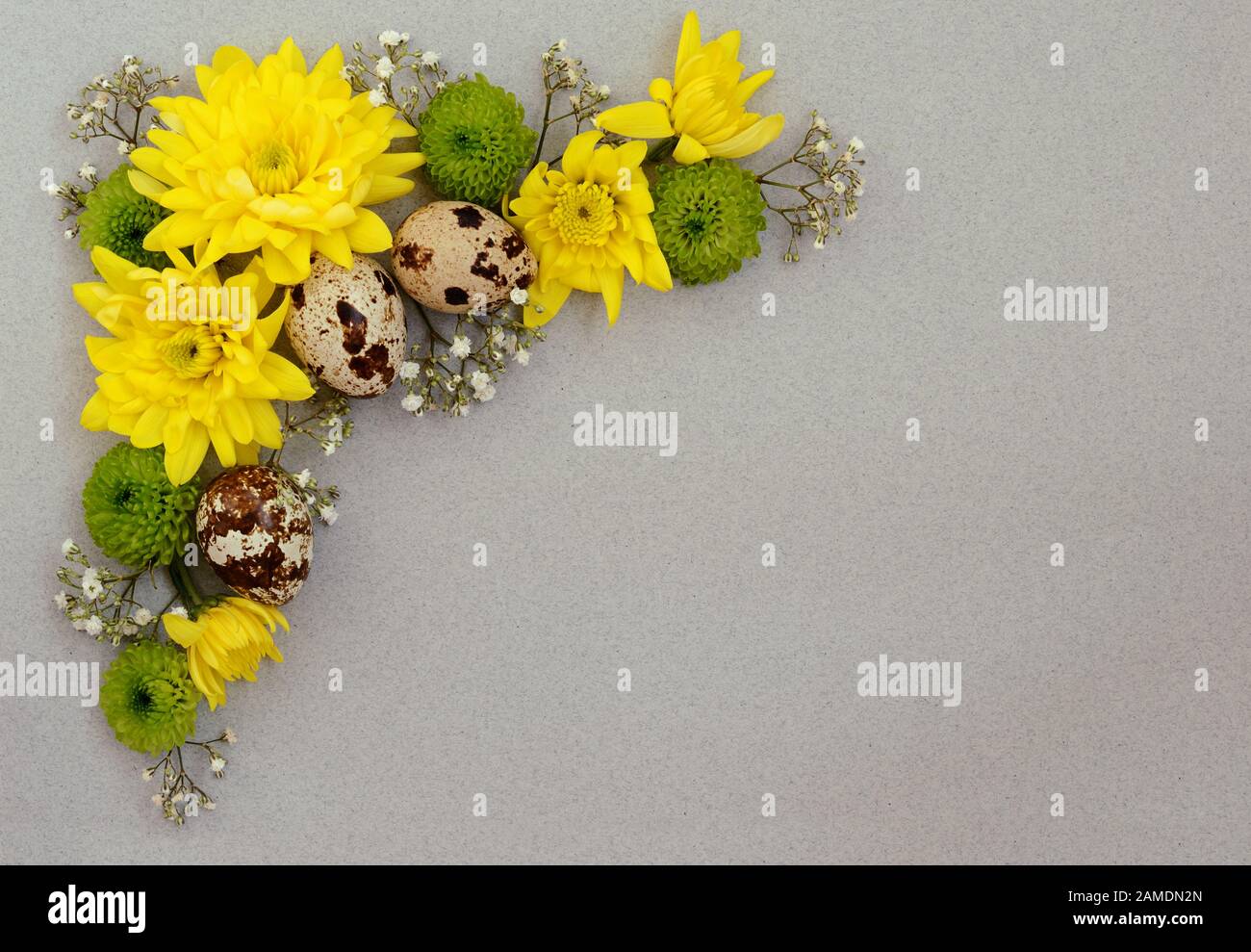 Chrysanthemum v hi-res stock photography and images - Alamy