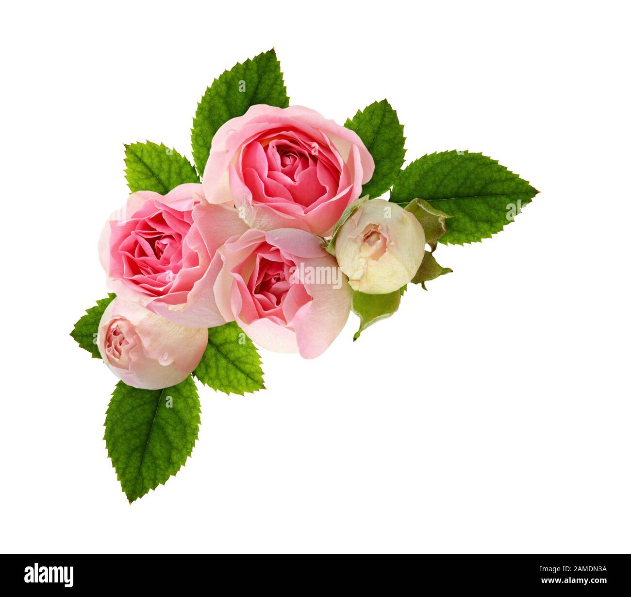 Pink rose flowers and green leaves in a floral corner arrangement ...