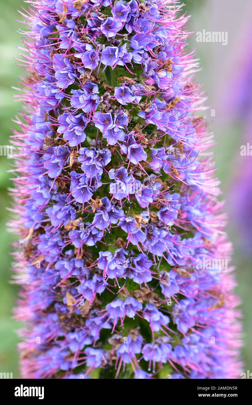 Detail of conical compound flower with blue petals and purple filaments. Stock Photo