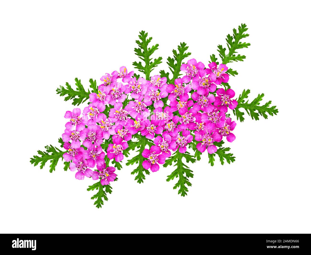 Pink yarrow flowers and leaves in a floral arrangement isolated on white Stock Photo