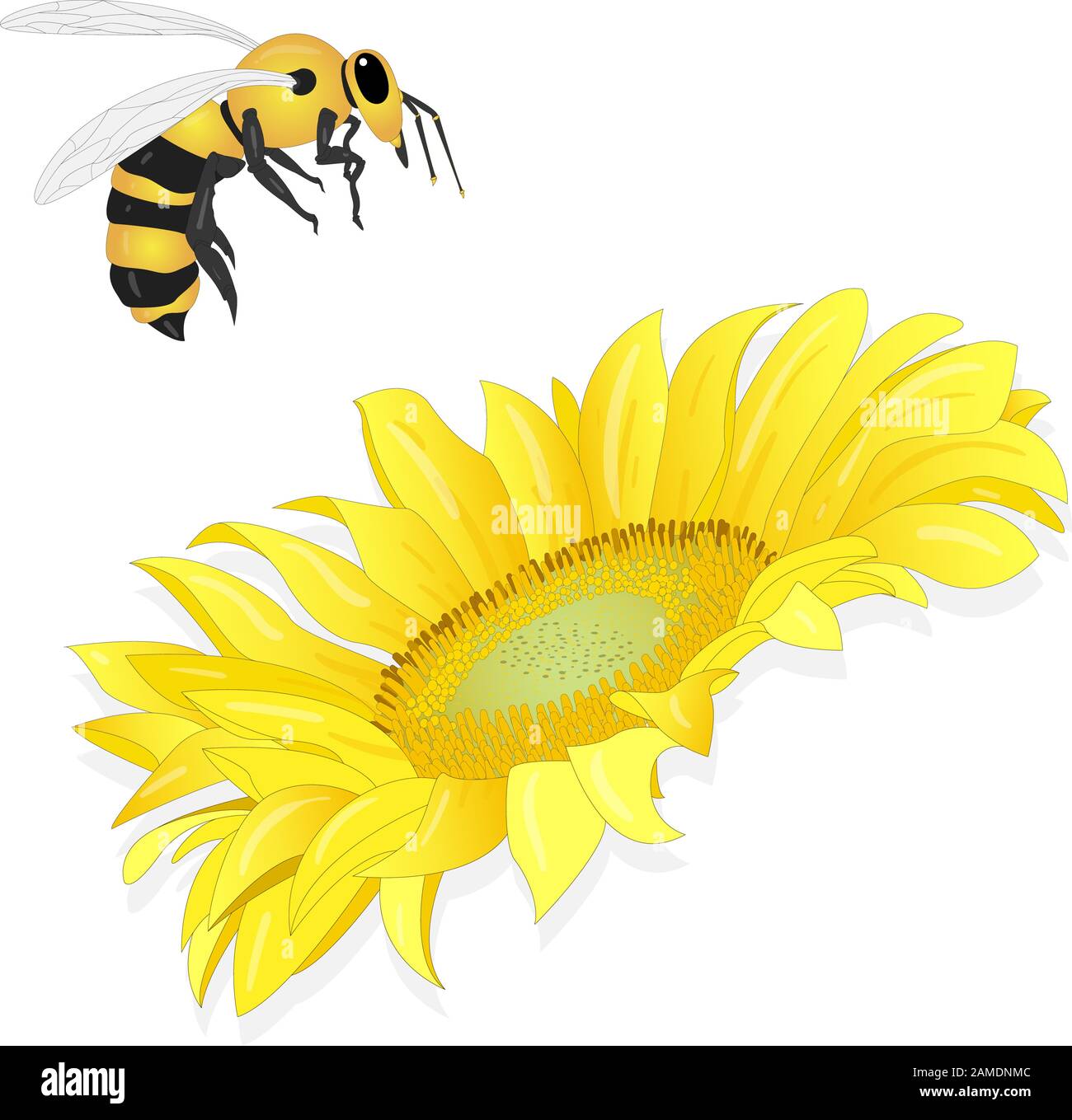 Sunflower with bee on white background. Agriculture farming plant ...