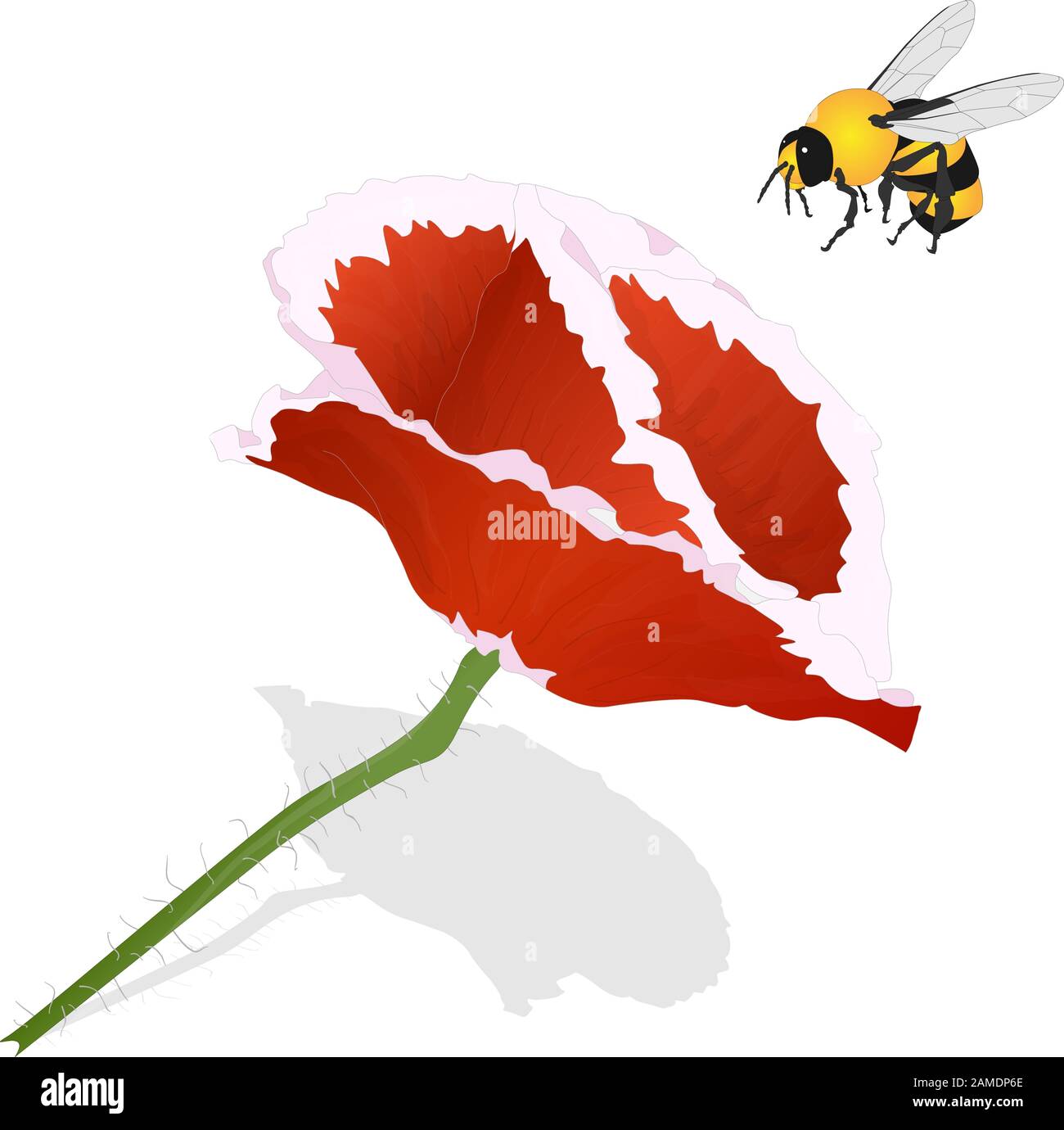 Bright Red Poppy Flower And Bee Isolated On White Vector