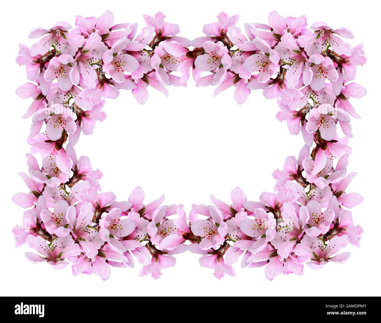 Floral frame with spring twigs of peach flowers isolated on white ...