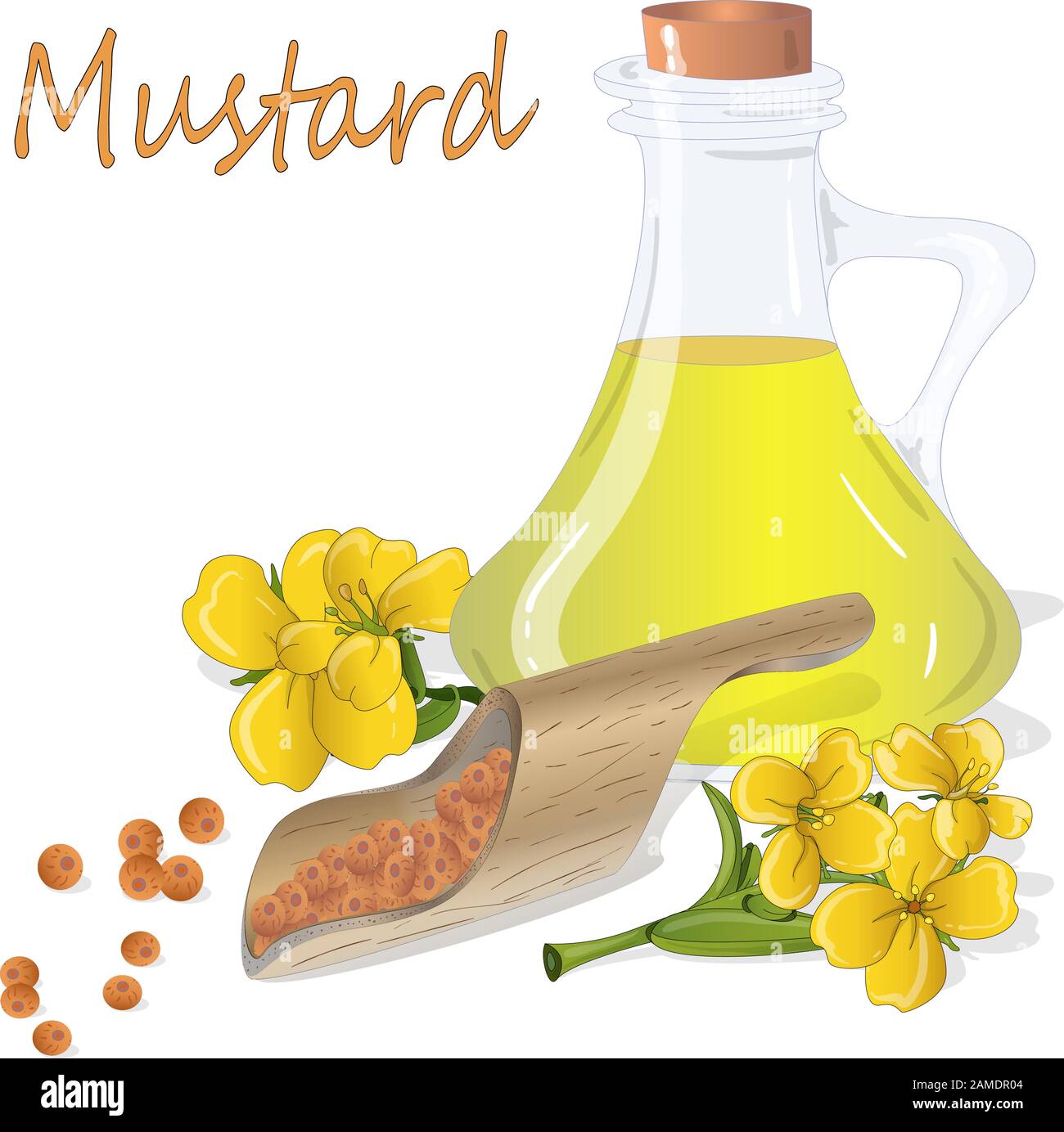 Collection of mustard vector illustrations mustard seeds, flower