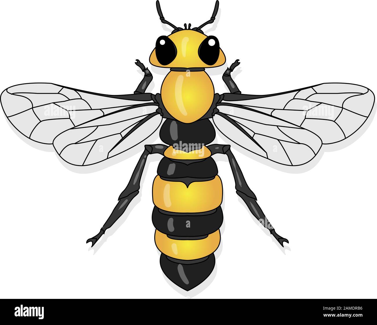 Vector illustration of honey bee on white background Stock Vector Image &  Art - Alamy