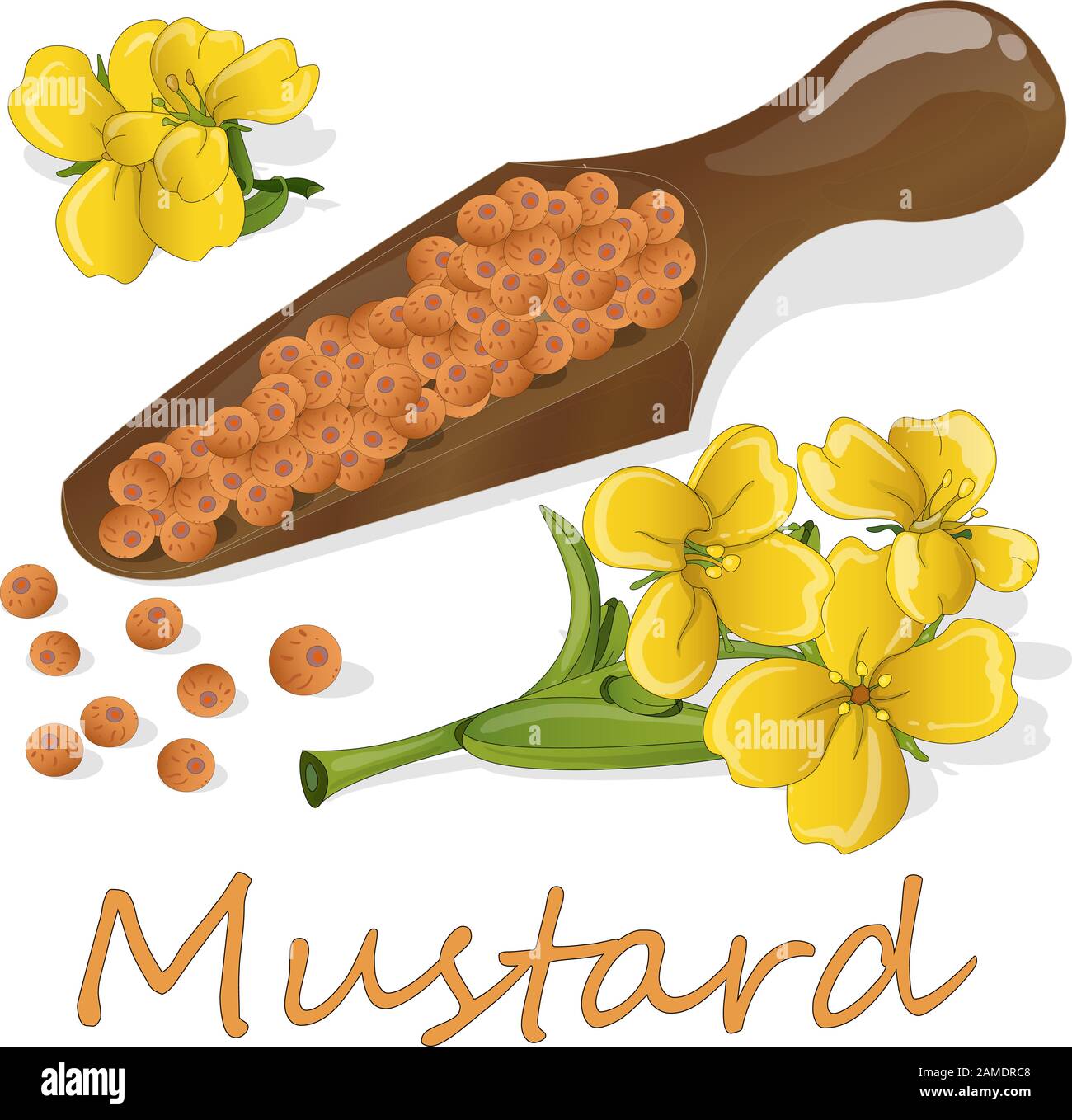 Collection of mustard vector illustrations mustard seeds, flower