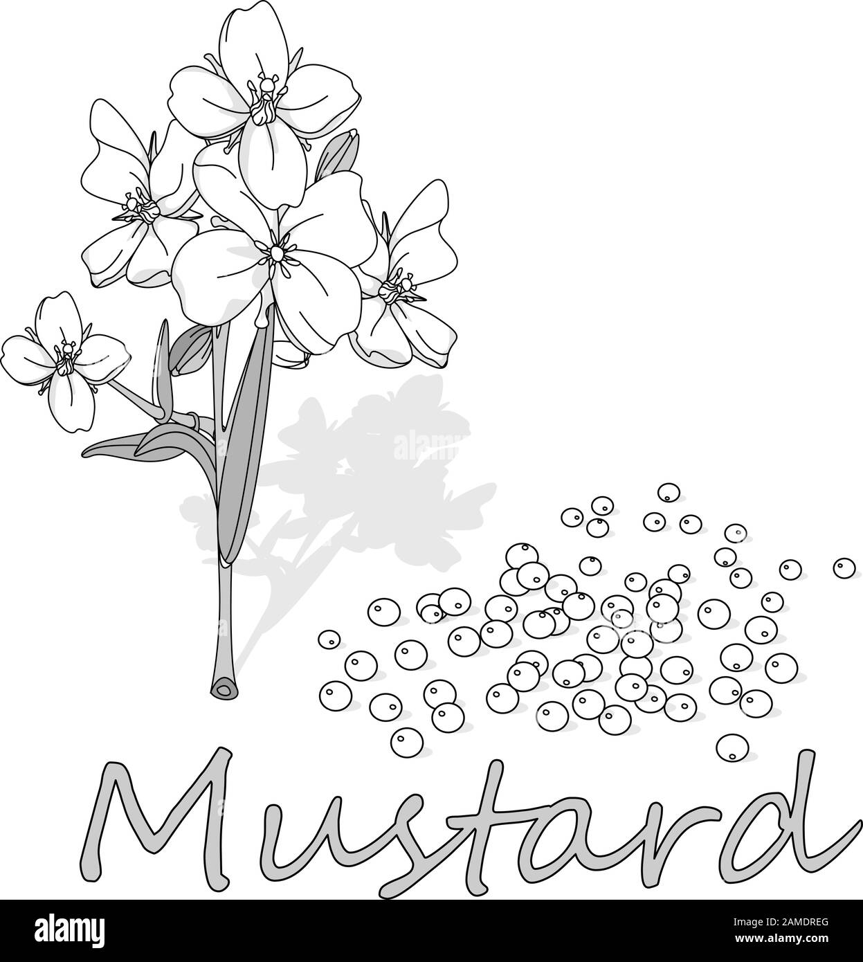 Collection of mustard vector illustrations: mustard seeds, flower, leaves and pod. Isolated on white background. Stock Vector