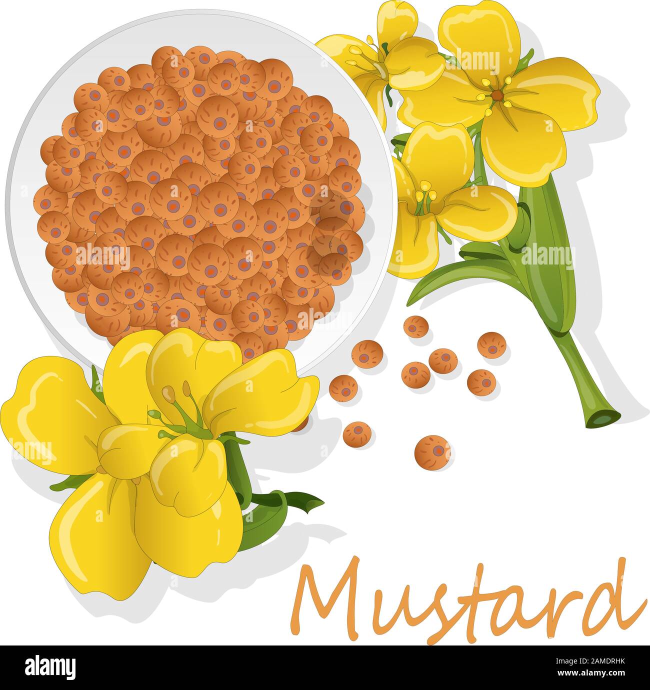 Collection of mustard vector illustrations mustard seeds, flower