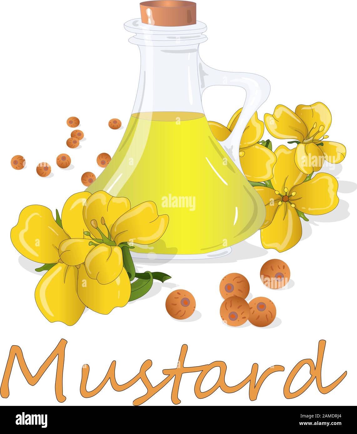 Collection of mustard vector illustrations mustard seeds, flower