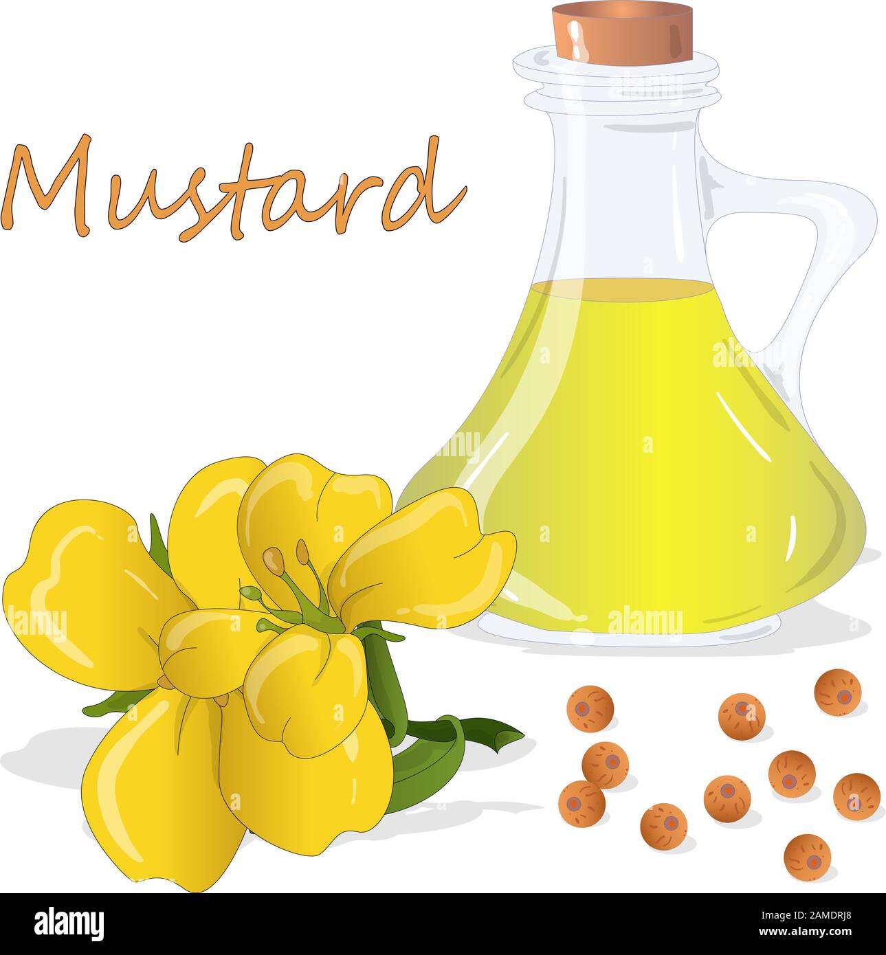 Collection of mustard vector illustrations mustard seeds, flower