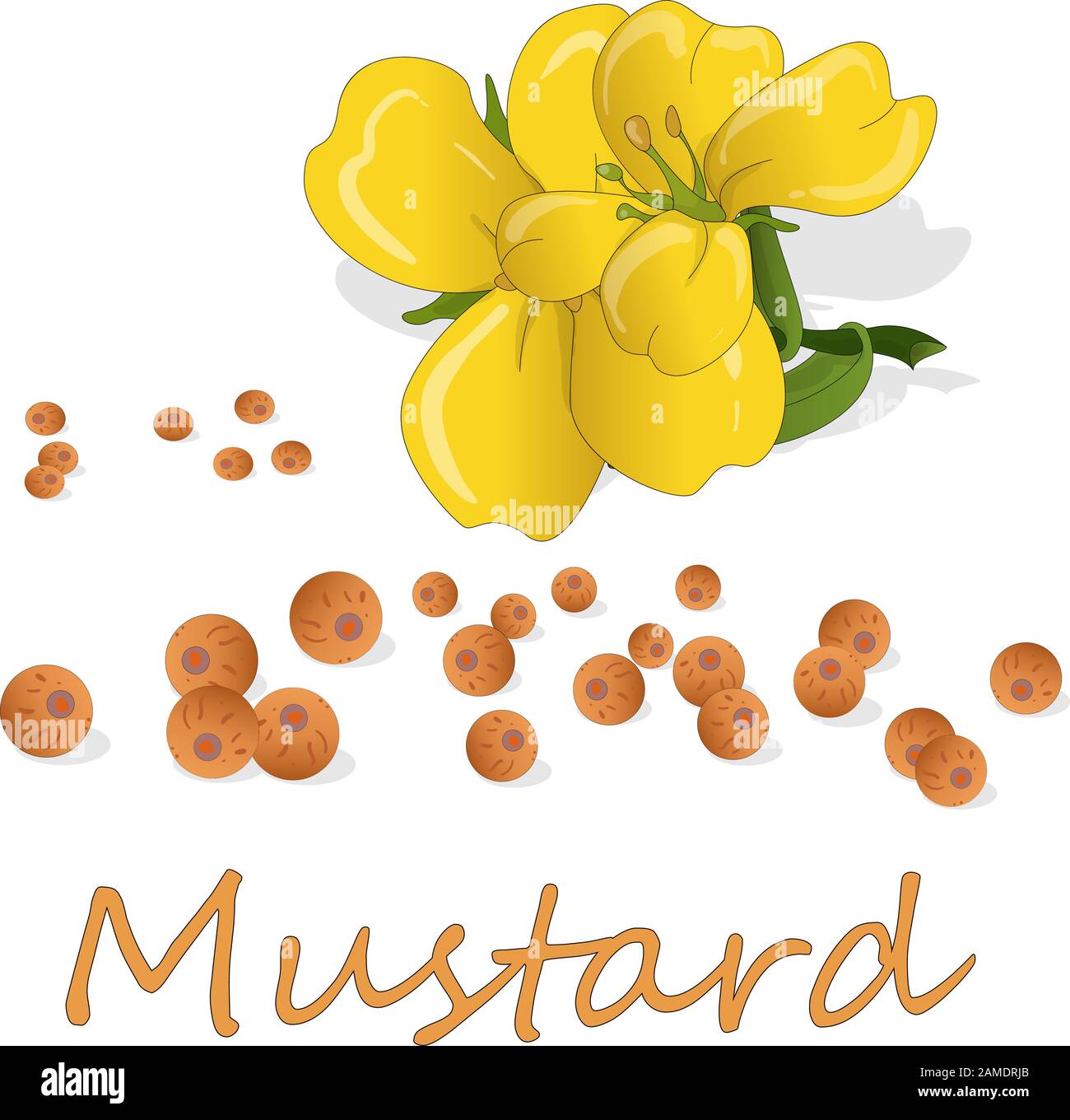 Collection of mustard vector illustrations mustard seeds, flower
