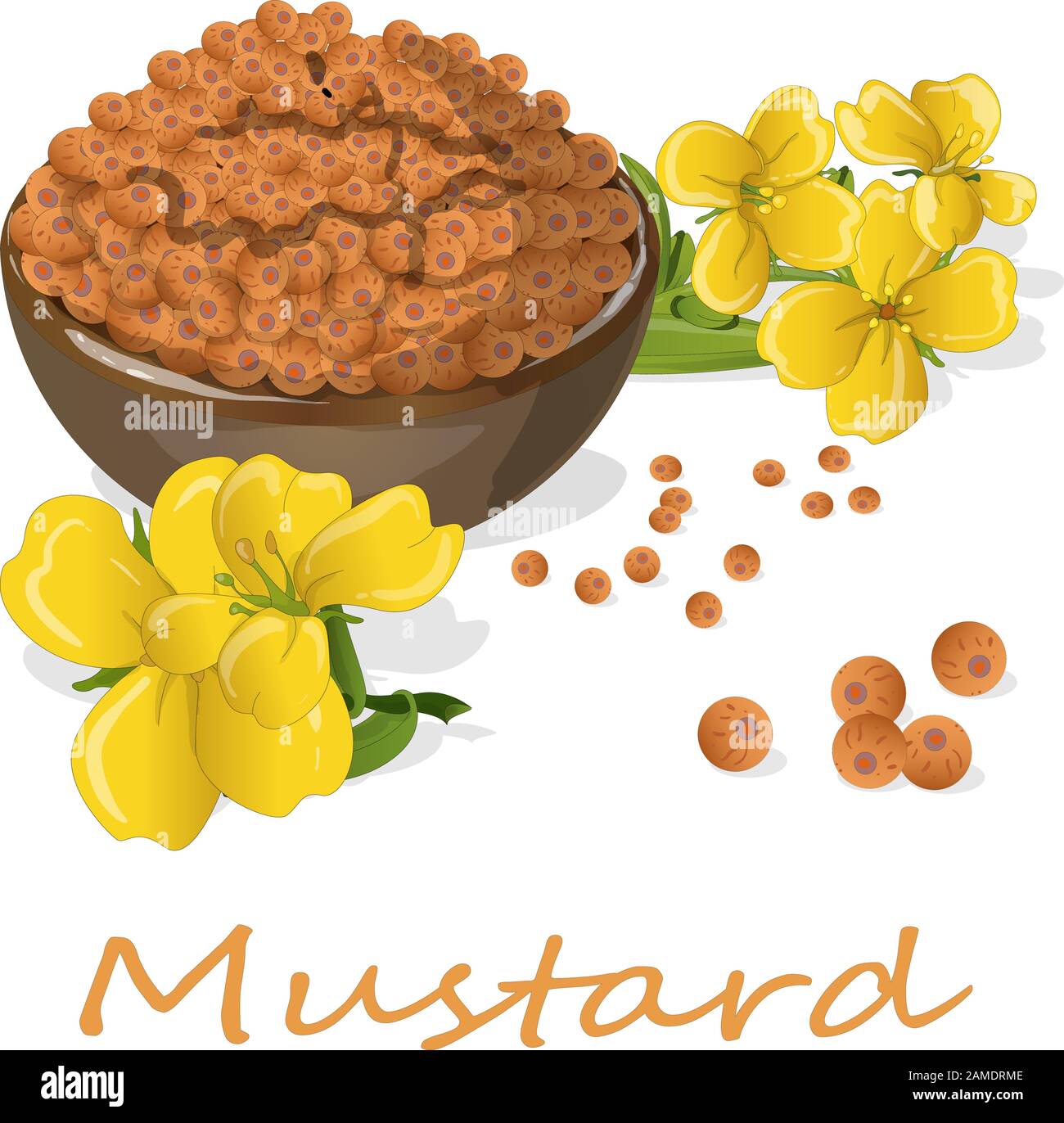 Collection of mustard vector illustrations mustard seeds, flower